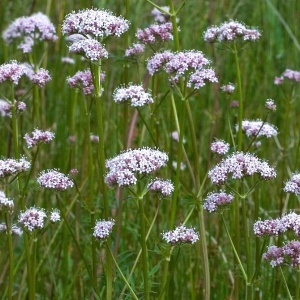 Valeriana (1 g) seminte planta medicinala si aromatica Valeriana officinalis, Prima Sementi - Img 3