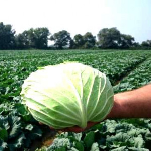 Varza de toamna Muntenia (10 g), seminte soi romanesc productiv, varza indesata, gustoasa, Patru Agro - Img 2