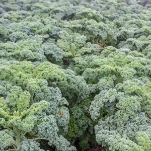 Varza kale Halbhoher Gruner Krauser (1 g) seminte varza kale soi robust german, rezistenta mare la ger, frunze crete verzi, Legutko - Img 2