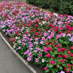 Vinca mix (0,25 g) seminte Catharanthus roseus, inflorire abundenta pana toamna tarziu, Kertimag - Img 3