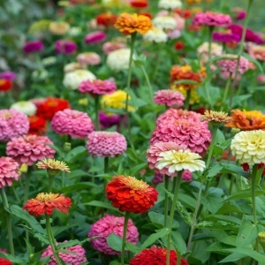 Zinnia - Carciumarese Elegans mix (0,7 g) seminte Zinnia elegans Lilliput, flori culori aprinse, Opal - Img 4