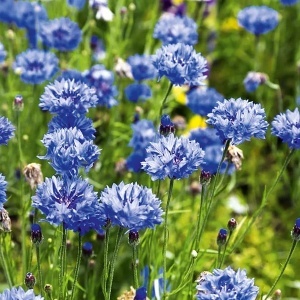 Albastrele (1 g) seminte Centaurea cyanus, flori albastre melifere, inflorire abundenta, Prima Sementi - Img 2