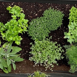 Amestec Plante Aromatice pe banda (2 x 2 m) seminte amestec de plante aromatice anuale si perene, Kertimag - Img 5
