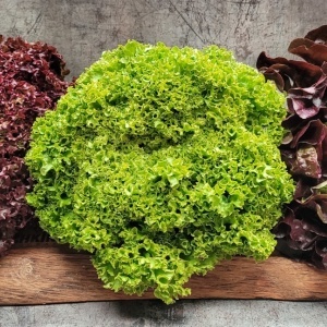 Amestec Salata de frunze pe banda (3 x 1,33 m) seminte salate diverse culori si texturi, Lollo Rossa, Lollo Bionda, Salad Bowl, Kertimag - Img 3