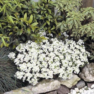 Arabis alba - Gesiowka alpejska (0,3 g) seminte Arabis alpina perena acoperitoare de sol, flori mici alb pur, Legutko - Img 4