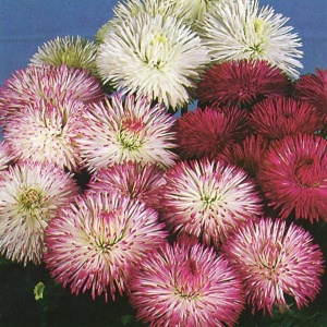 Banutei mix - Stokrotka Pospolita (0,1 g) seminte Bellis perennis flori mari, amestec de culori, Legutko