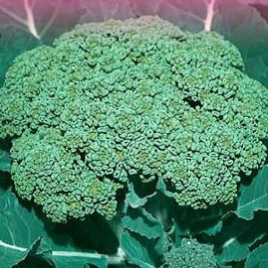 Broccoli Ramoso Calabrese (7 g), seminte soi semitimpuriu, capatani mari, gust deosebit, Raci Sementi - Img 1