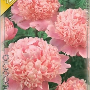 Bujori Pink (1 bulb) bulbi bujori chinezesti flori parfumate mari, batute, culoare roz delicat, Kertimag - Img 8