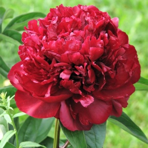 Bujori Red (1 bulb) bulbi bujori chinezesti flori parfumate mari, batute, culoare rosie, Kertimag