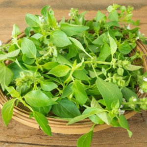 Busuioc Lamaie (1 g) seminte planta aromatica busuioc aroma fina de lamaie, Opal