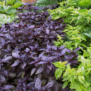 Busuioc rosu Red Rubin (1 g), seminte planta aromatica, busuioc frunze aroma intensa, Kertimag - Img 2