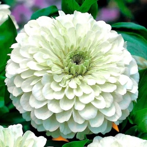 Carciumarese albe Polar Bear - Cynia Wytworna Daliowa (1 g) seminte Zinnia elegans cu flori mari alb imaculat, Legutko