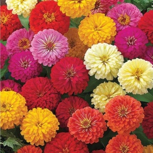 Carciumarese amestec de culori (2 g), seminte plante ornamentale Zinnia elegans, flori batute colorate, Kertimag - Img 3