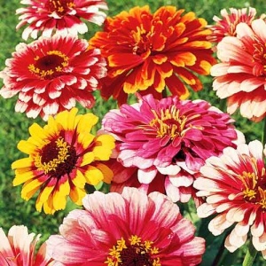 Carciumarese Caroussel - Cynia Wytworna (1 g) seminte Zinnia elegans cu flori extrem de frumoase, bicolore sau tricolore, culori vibrante, Legutko - Img 2