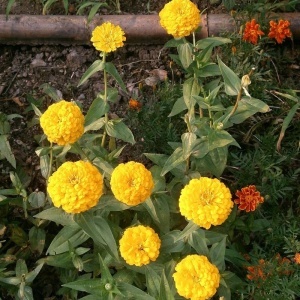 Carciumarese galbene Canary Bird - Cynia Wytworna Daliowa (1 g) seminte Zinnia elegans cu flori mari galben-canar, Legutko - Img 3