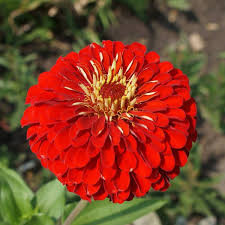 Carciumarese mari rosii (0,5 g), seminte plante ornamentale Zinnia elegans, carciumarese flori mari batute, rosii, Agrosem