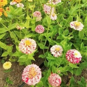 Zinnia elegans cu flori mari Peppermint Stick în grădină