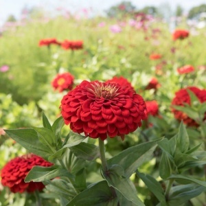 Carciumarese rosii (2 g) seminte Zinnia elegans, flori mari, batute, rosu intens, Kertimag - Img 2