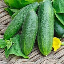 Castraveti cornichon Barbara F1 (2 g), seminte hibrid semitimpuriu castraveti coacere uniforma, Kertimag