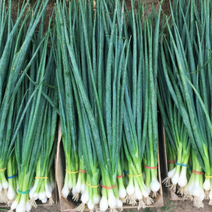 Ceapa de iarna Bajkal (2 g), seminte soi ceapa verde perena, recoltare aproape tot anul, Kertimag