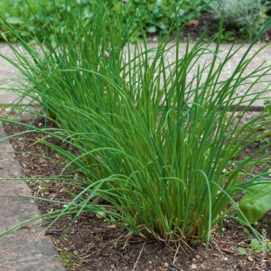 Ceapa de tuns Chives - Szczypiorek (2 g) seminte planta aromatica perena Allium schoenoprasum, ceapa pentru frunze, Legutko