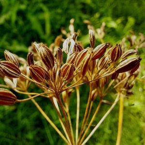 Chimion (2 g) seminte planta aromatica Carum carvi, medicinala si melifera, Kertimag