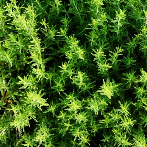 Cimbru (0,4 g), seminte planta aromatica perena, cimbru de gradina, Prima Sementi - Img 1