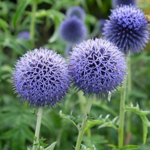 Ciulin Albastru - Przegorzan (1 g) seminte Echinops ritro cu flori globulare albastru-violet, Legutko