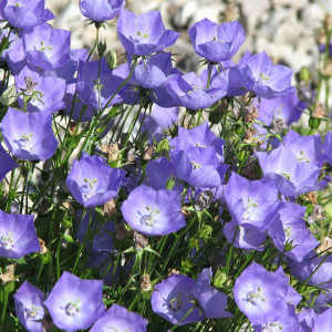 Clopotei de munte albastri (0,25 g), seminte Campanula carpatica, inflorire indelungata, Kertimag - Img 1
