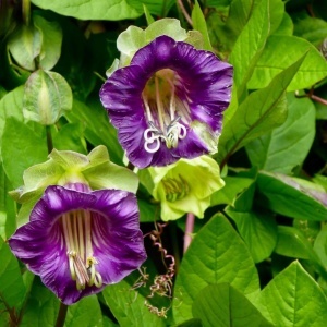 Cobea urcatoare mov - Kobea Pnaca (6 seminte) Cobaea scandens cataratoare cu flori mari in forma de clopot, culoare mov, Legutko - Img 3