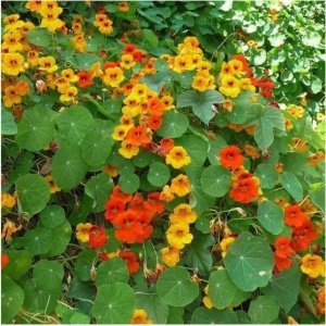 Condurul Doamnei catarator melanj (4 g), seminte planta ornamentala urcatoare Tropaeolum majus, Prima Sementi - Img 4