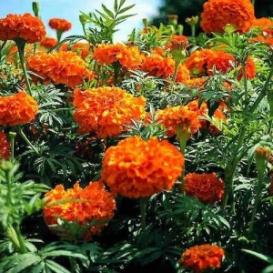 Crăițe portocalii Tagetes erecta înalte în grădină
