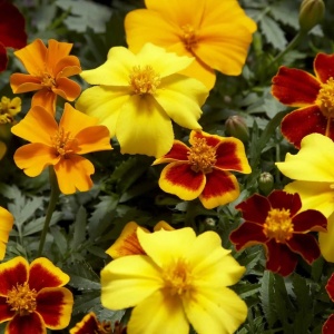 Craite mix - Aksamitka Rozpierzchla (1 g) seminte Tagetes patula nana, craite frantuzesti pitice, diverse soiuri si culori, Legutko - Img 2