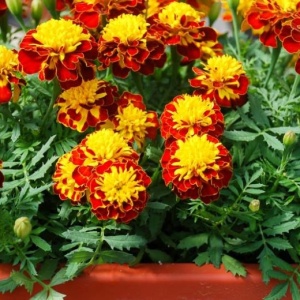 Craite pitice Petite Harmony (2 g) seminte Tagetes patula nana, craite bicolore, galben si caramiziu, Kertimag - Img 4