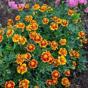 Craite Red Marietta (1 g) seminte Tagetes patula nana, craite frantuzesti pitice, flori catifelate caramizii cu margini galbene, Legutko - Img 5