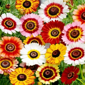 Crizanteme mix (0,8 g) seminte Chrysanthemum carinatum, tufanele tricolore, Mefim Agro - Img 3
