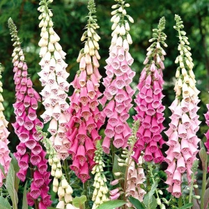 Degetel inalt mix (0,5 g) seminte Digitalis purpurea, flori clopotei amestec de culori, Legutko