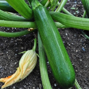 Dovlecei President F1 (3,5 g) seminte hibrid de dovlecel zucchini timpuriu verde inchis, productivitate mare, Prima Sementi - Img 3