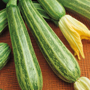 Dovlecei Striato d'Italia (2 g), seminte soi productiv, dovlecel verde cu dungi, miez alb, Agrosem