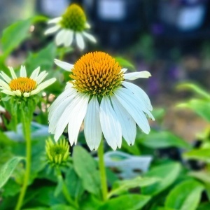 Echinacea Alba - Rudbekia purpurowa Jezowka (0,5 g) seminte planta medicinala perena Echinacea purpurea, flori mari albe, Legutko - Img 3