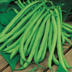 Fasole Blue Lake (20 g) seminte soi semitimpuriu, fasole urcatoare verde cilindrica fara ate, Mefim Agro - Img 2