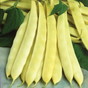 Fasole pitica Capitano (80 g) seminte soi timpuriu, fasole oloaga galbena lata, fara ate, gustoasa, Opal