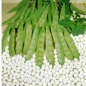 Fasole pitica Coco Nain Blanc Precoce (500 g), seminte soi fasole oloaga verde lata, Patru Agro - Img 3