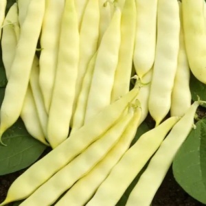 Fasole pitica Tytania (40 g) seminte fasole lata galbena, foarte productiva, pastai carnoase, fara ate, Legutko
