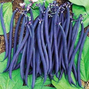 Fasole Trionfo Violetto (10 g) seminte soi timpuriu, fasole urcatoare cilindrica violet, pastai gustoase, fragede, Prima Sementi