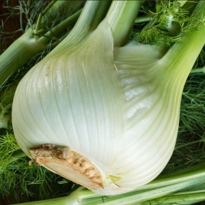 Fenicul pentru bulbi (1 g) seminte planta aromatica Foeniculum vulgare, bulbi aromati, Kertimag