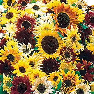 Floarea Soarelui amestec de culori (2 g), seminte planta ornamentala Helianthus annuus, flori mari, Kertimag - Img 2