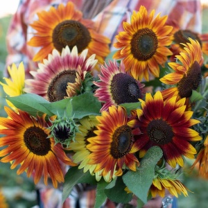 Buchet de Floarea Soarelui diverse culori