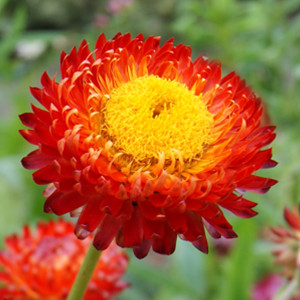 Flori de Pai portocalii (0,15 g), seminte plante ornamentale Helichrysum bracteatum, imortele portocalii, Agrosem