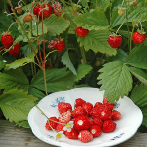 Fragute Rugen (0,02 g), seminte planta perena, fructe gustoase, foarte aromate, Agrosem